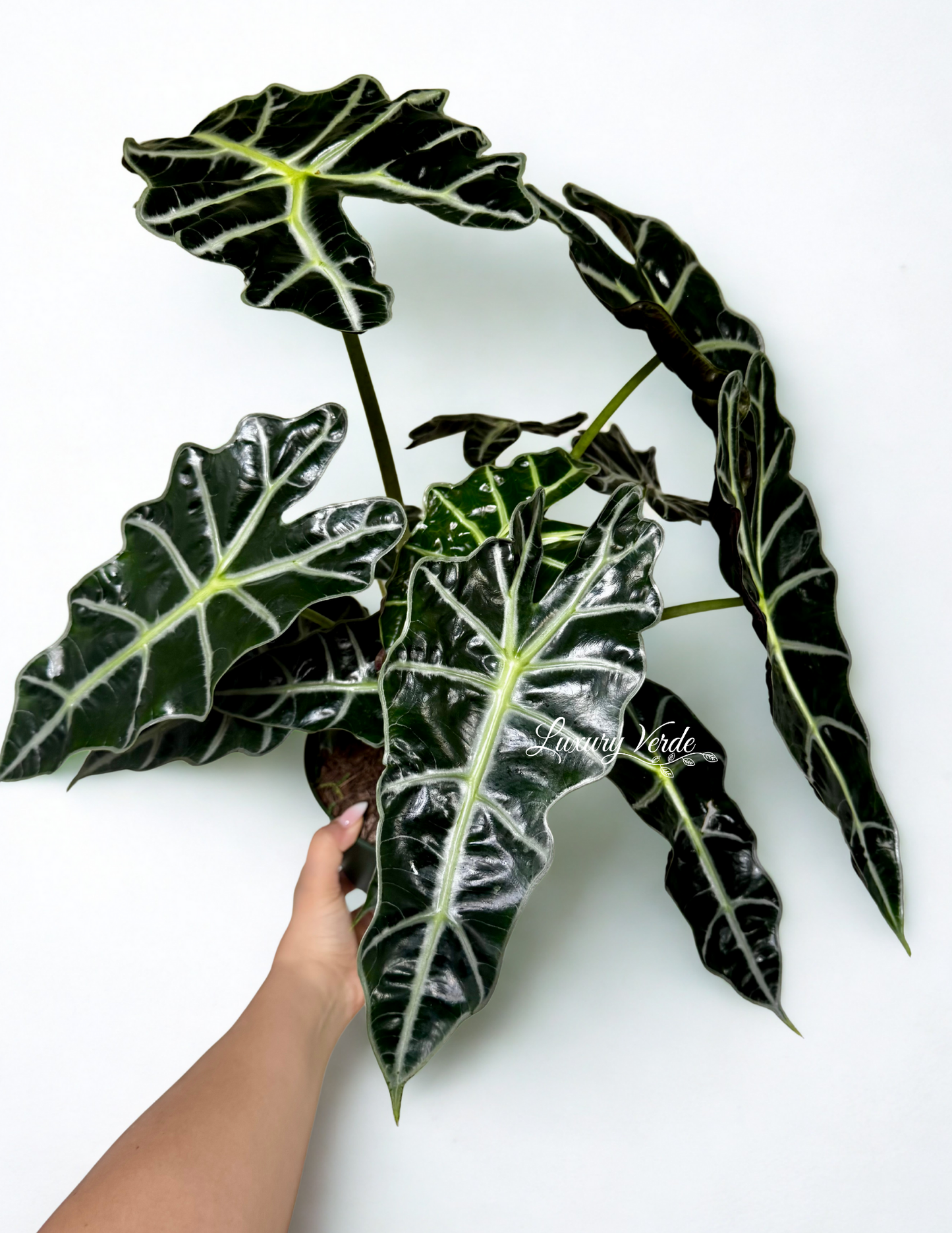 Alocasia "African Mask" Polly