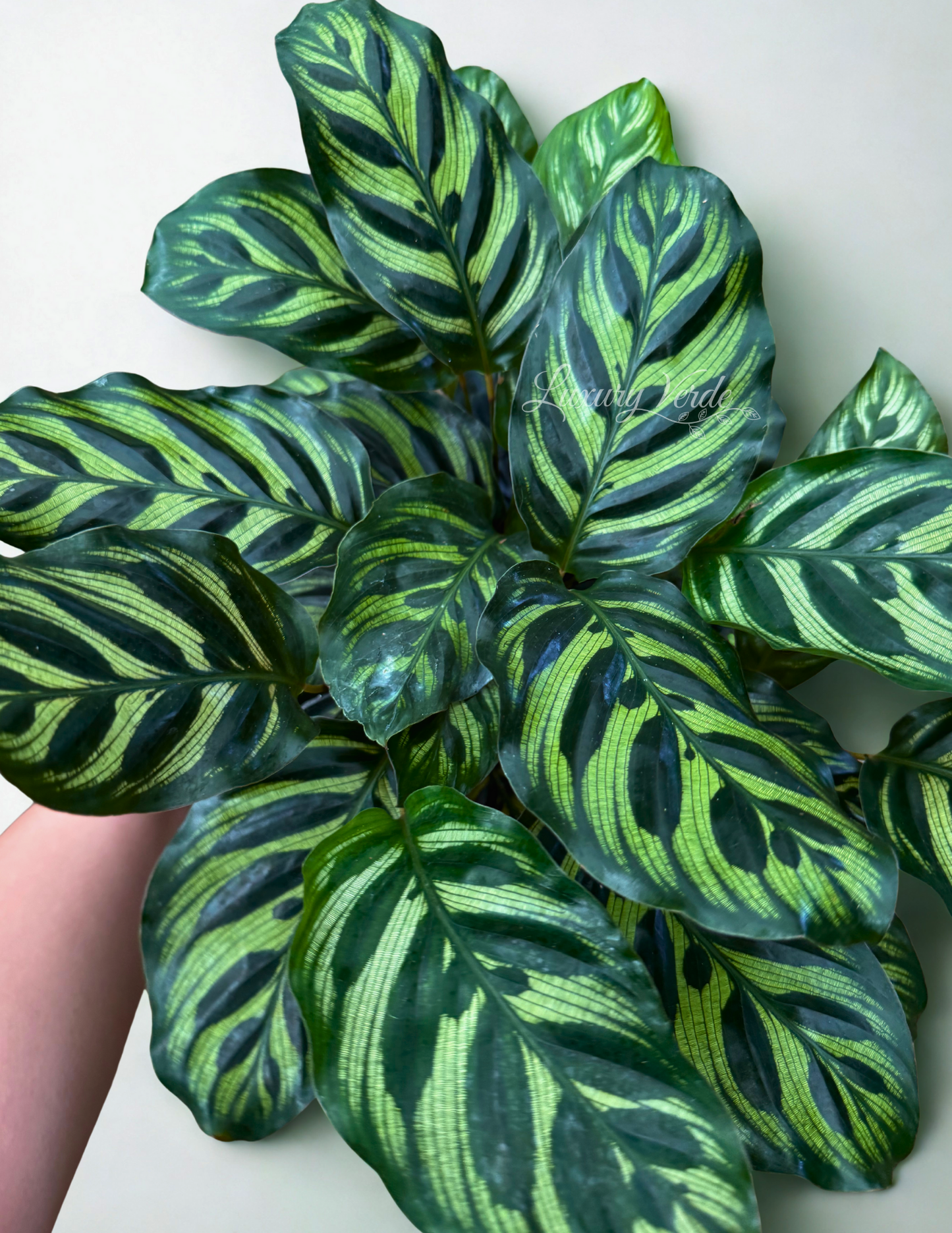 Calathea "Peacock" Makoyana