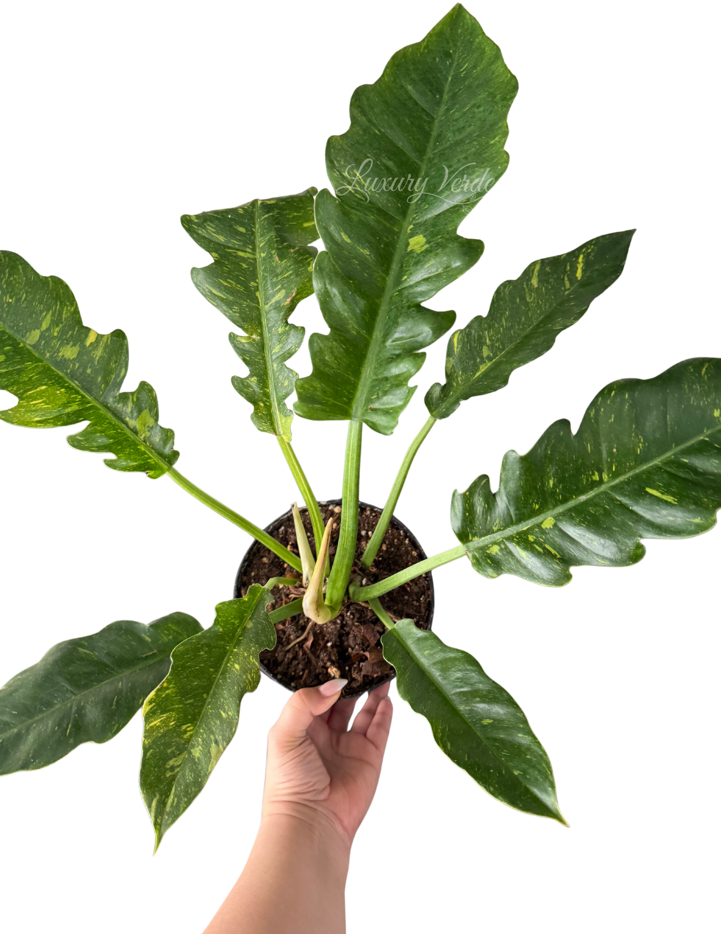 Philodendron Variegated Ring of Fire