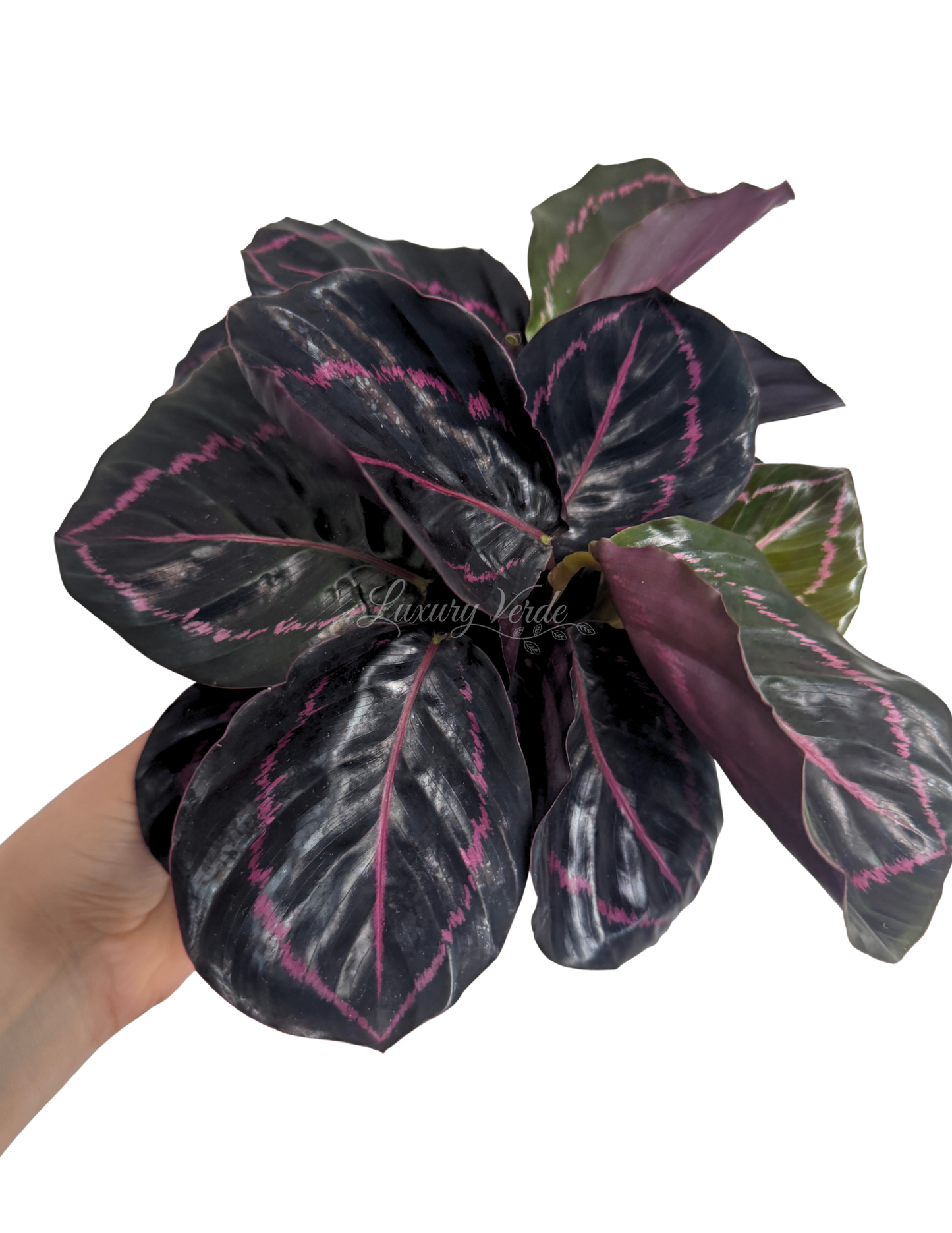 Calathea Dottie