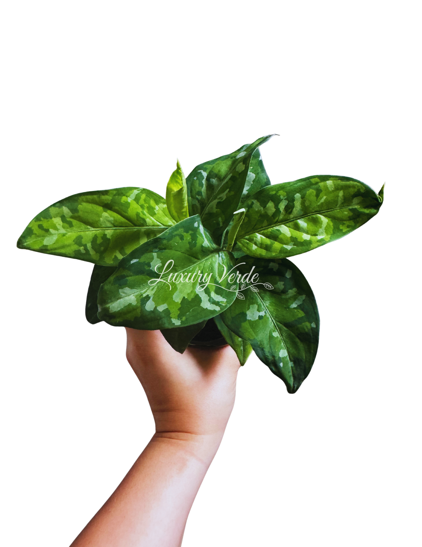 The Rarest Aglaonema- Pictum Tricolor