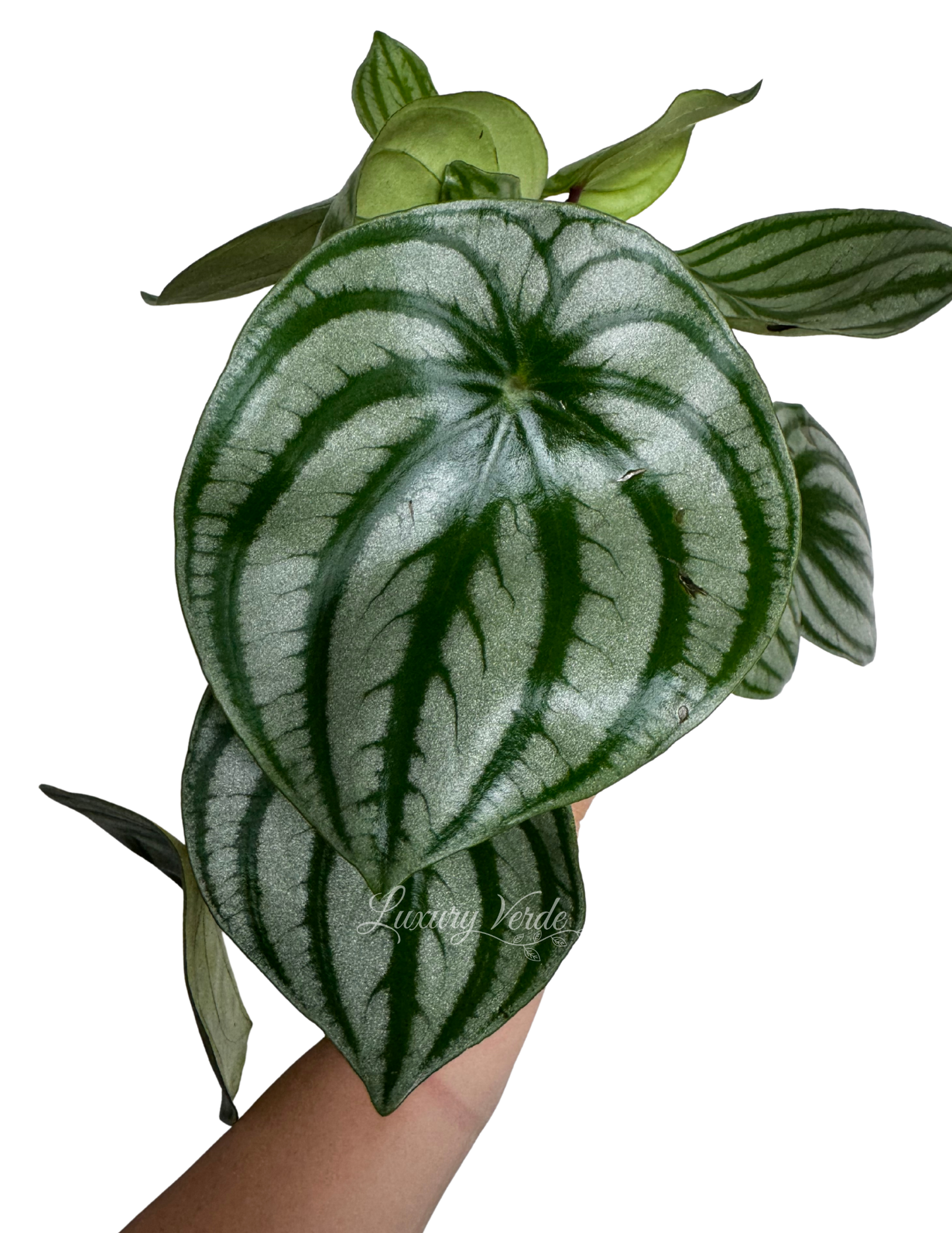 Peperomia Watermelon