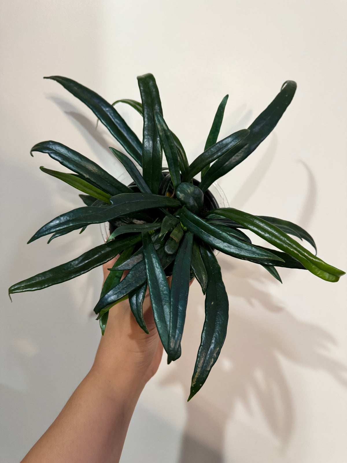 Blue Oil Fern