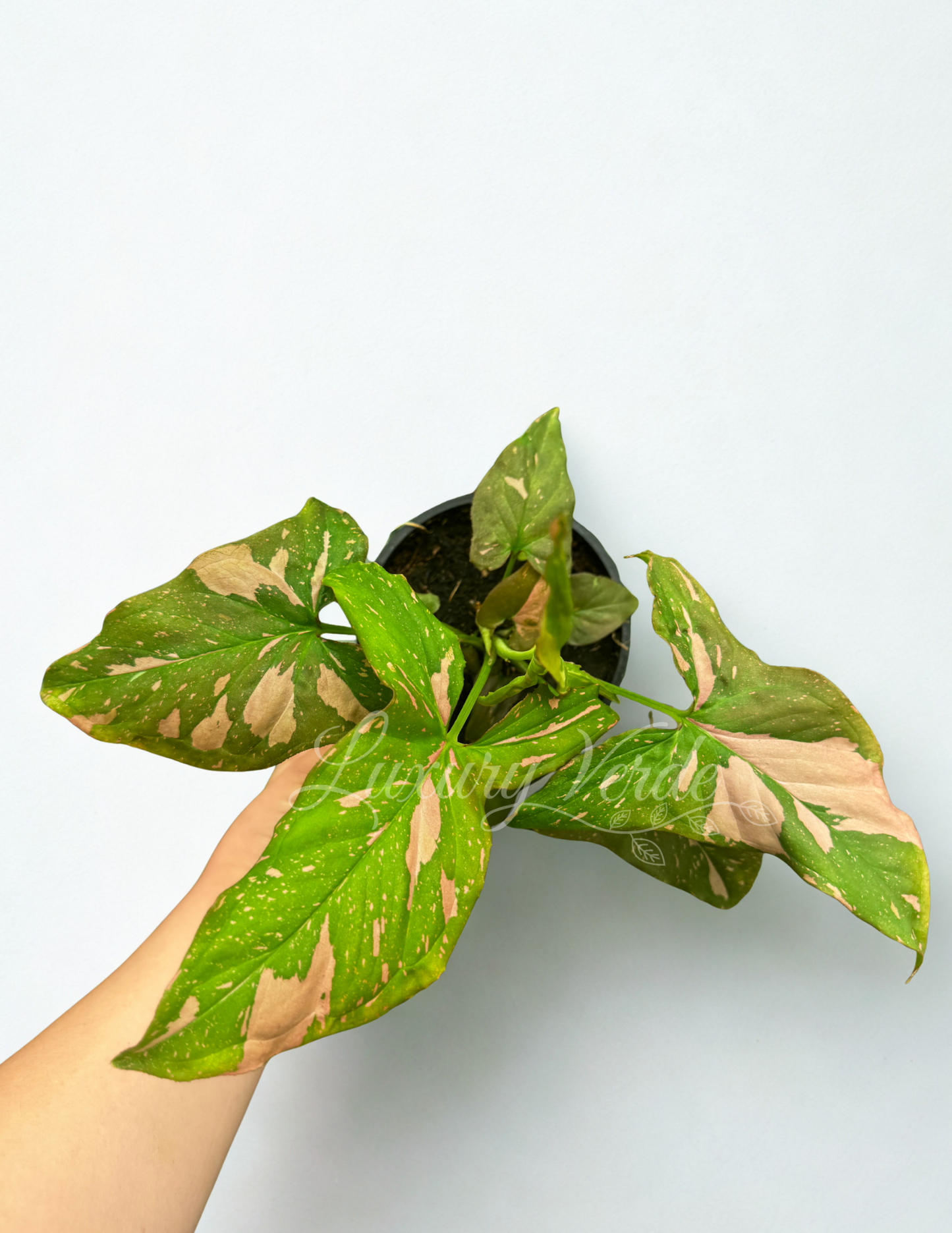 Pink Splash Syngonium