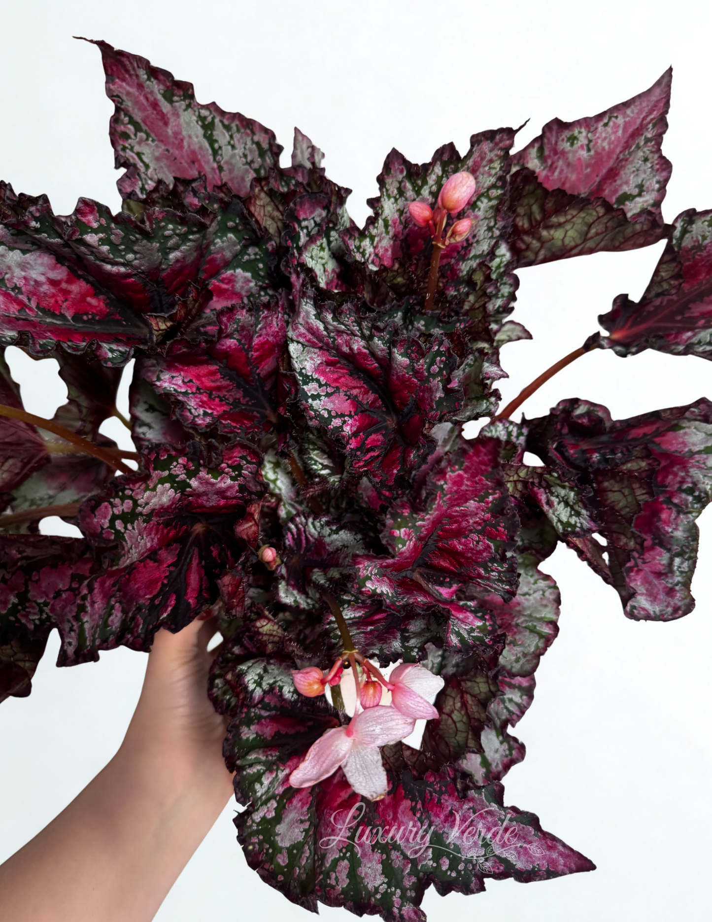 Rex Begonia- Luxury Verde H-Town Edition