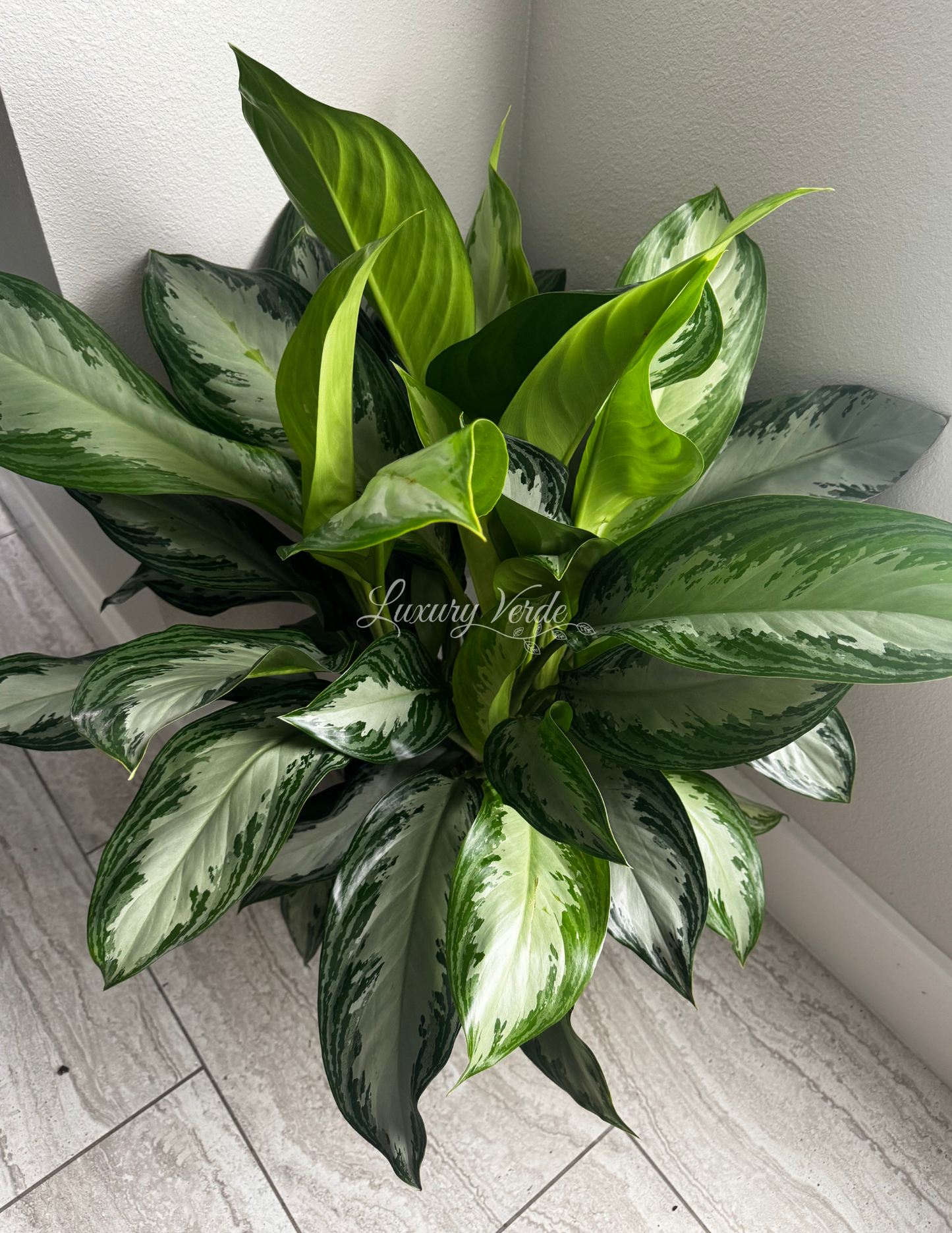 Aglaonema Silver Bay 10"