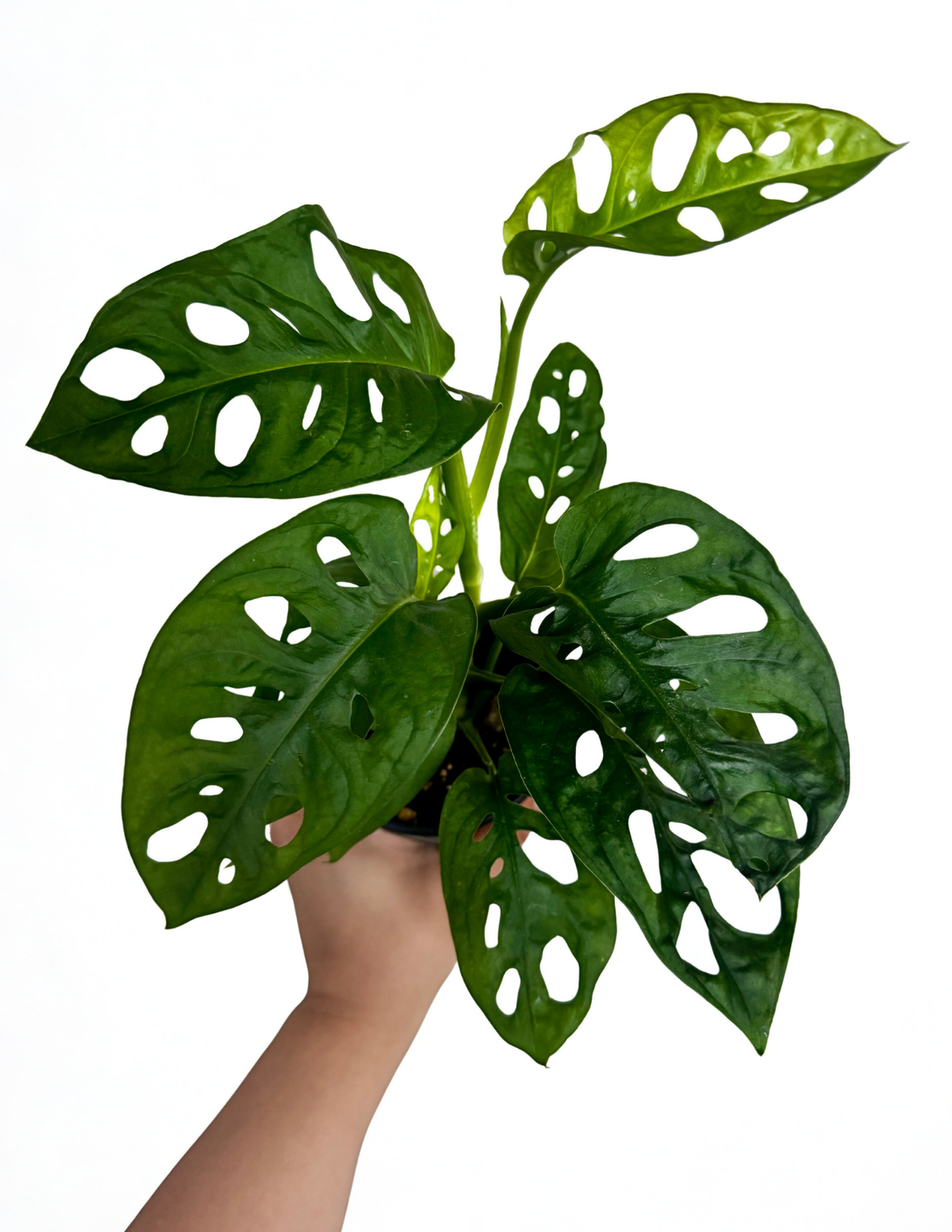 Philodendron Swiss Cheese