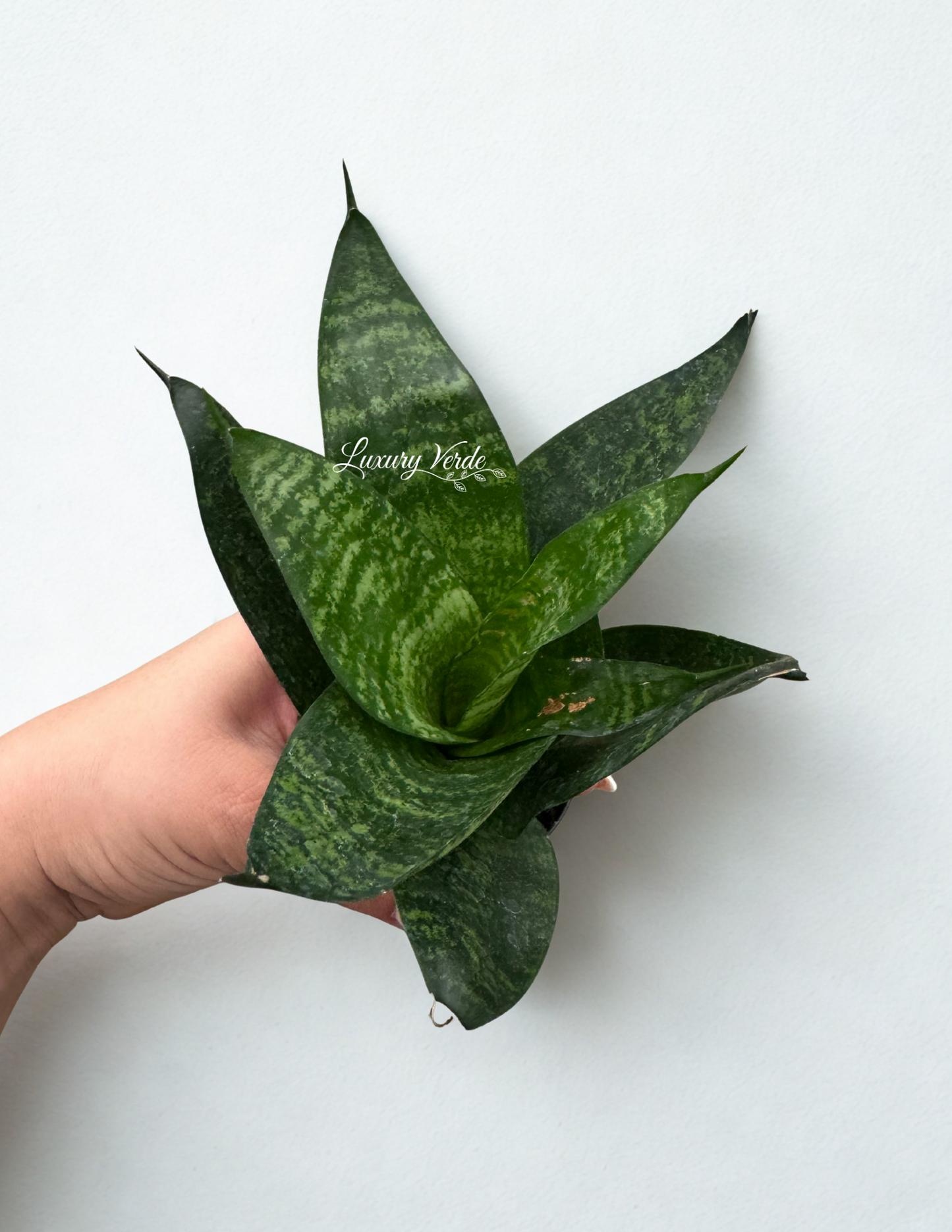 Sansevieria Forest Star