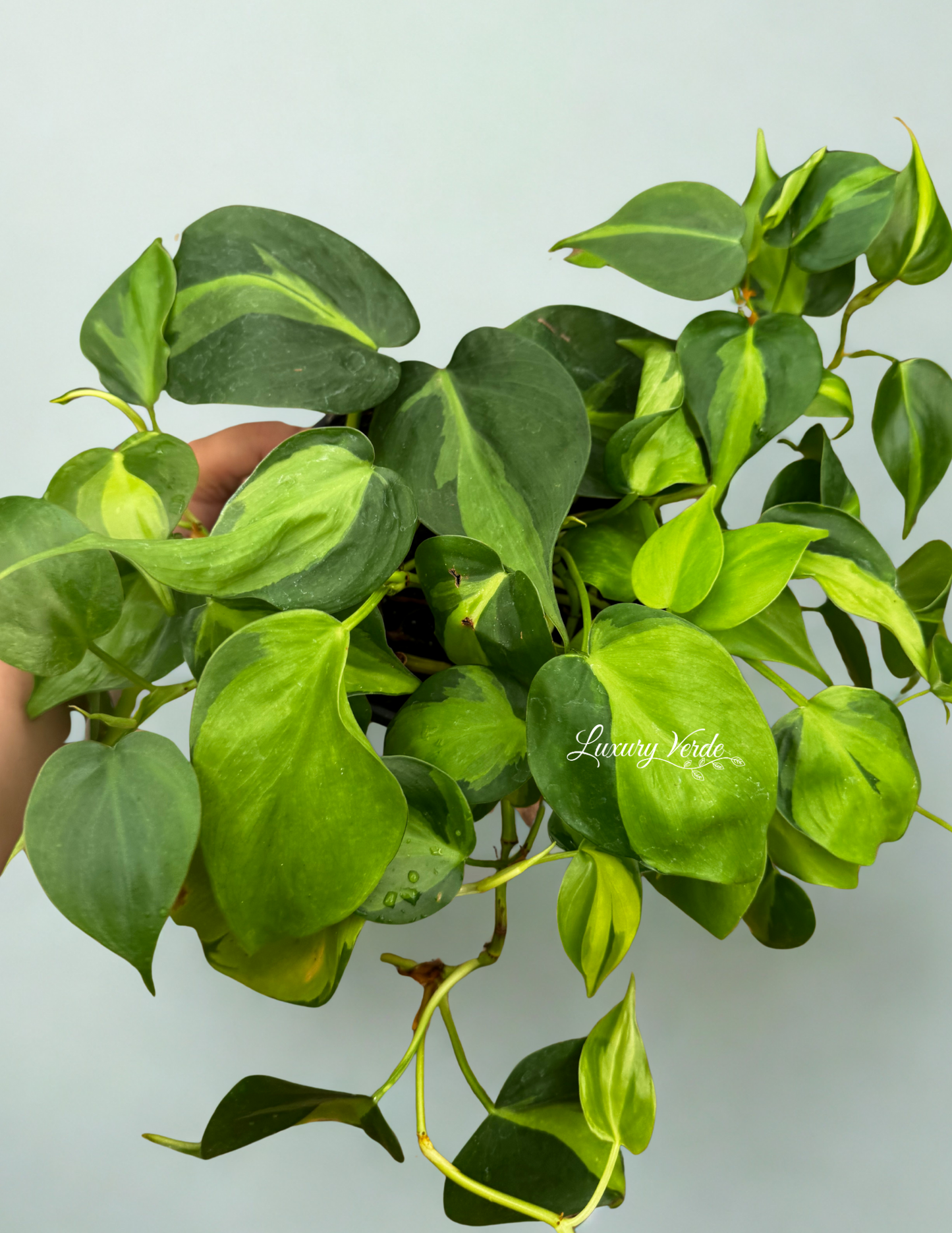 Philodendron Brasil
