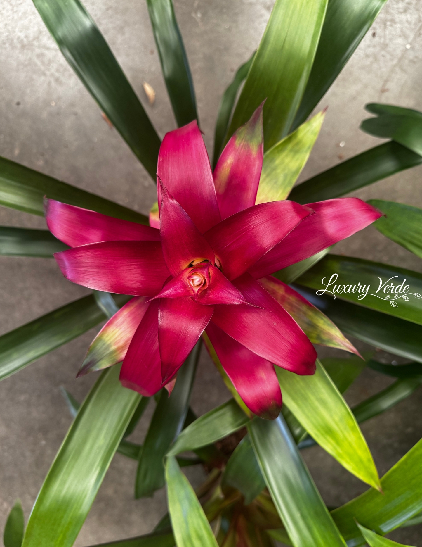 Bromeliad