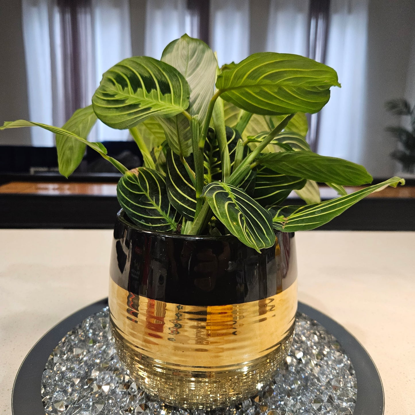 Maranta Gold Custom Design