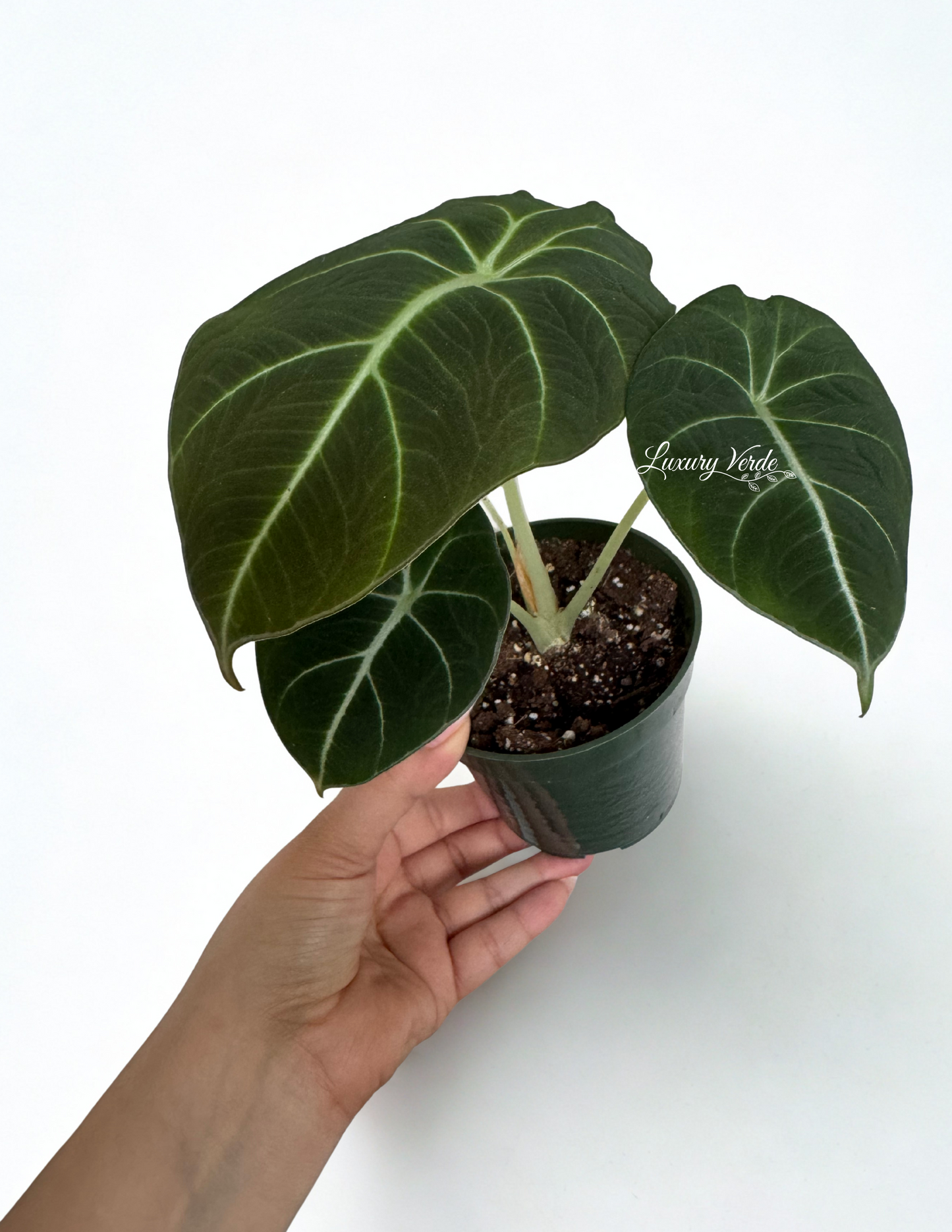 Alocasia Black Velvet