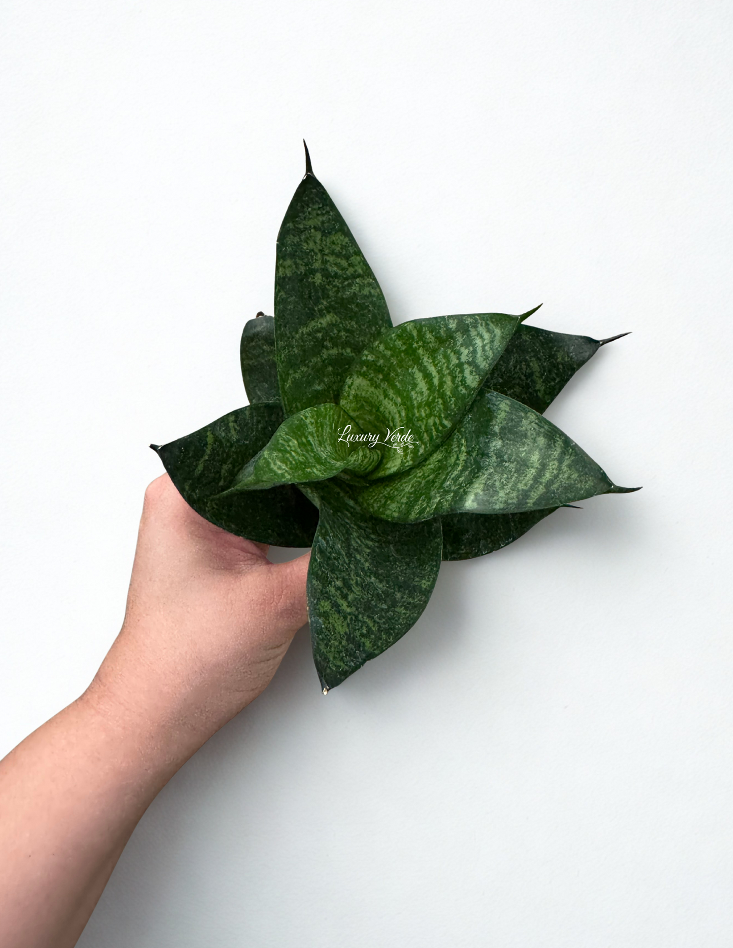 Sansevieria Forest Star
