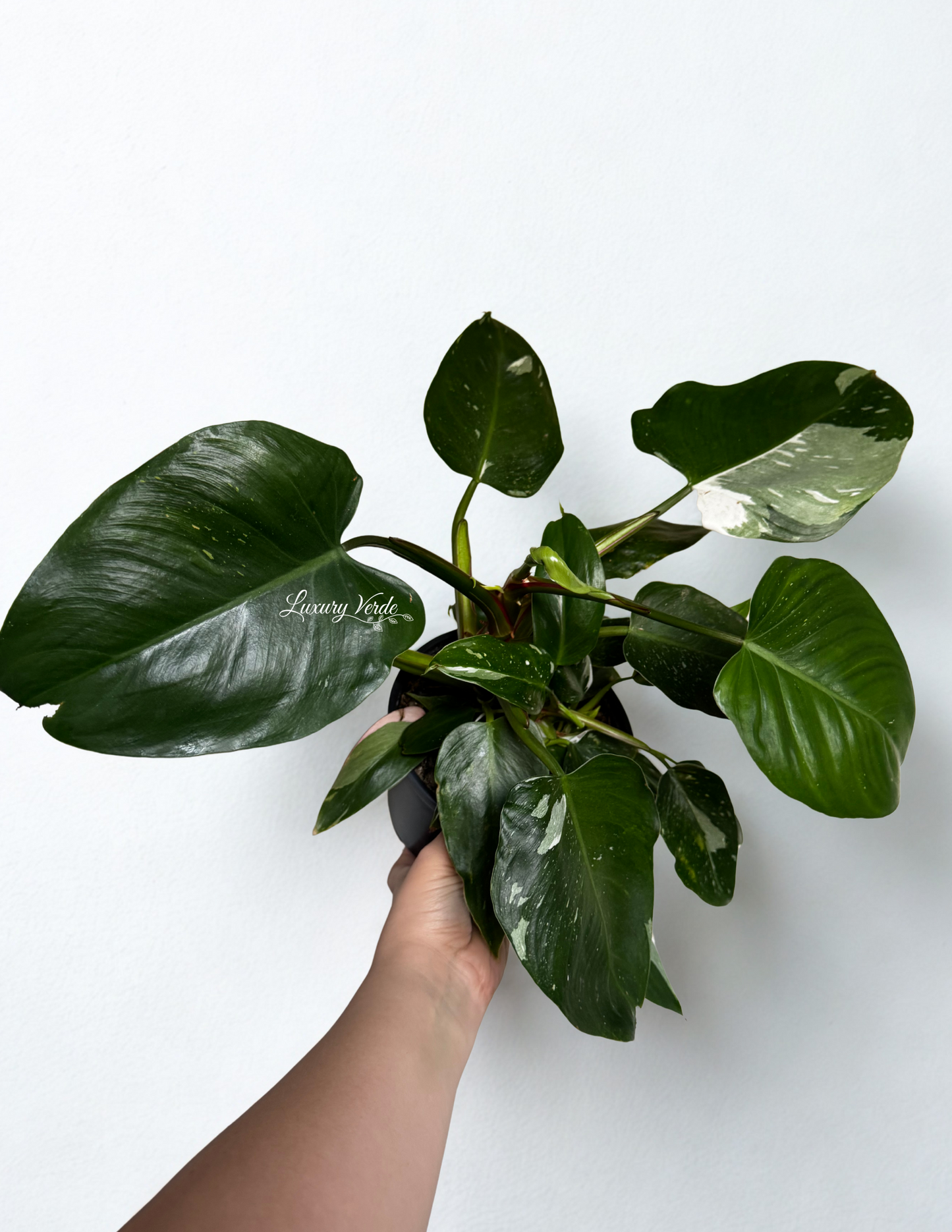 Philodendron White Princess