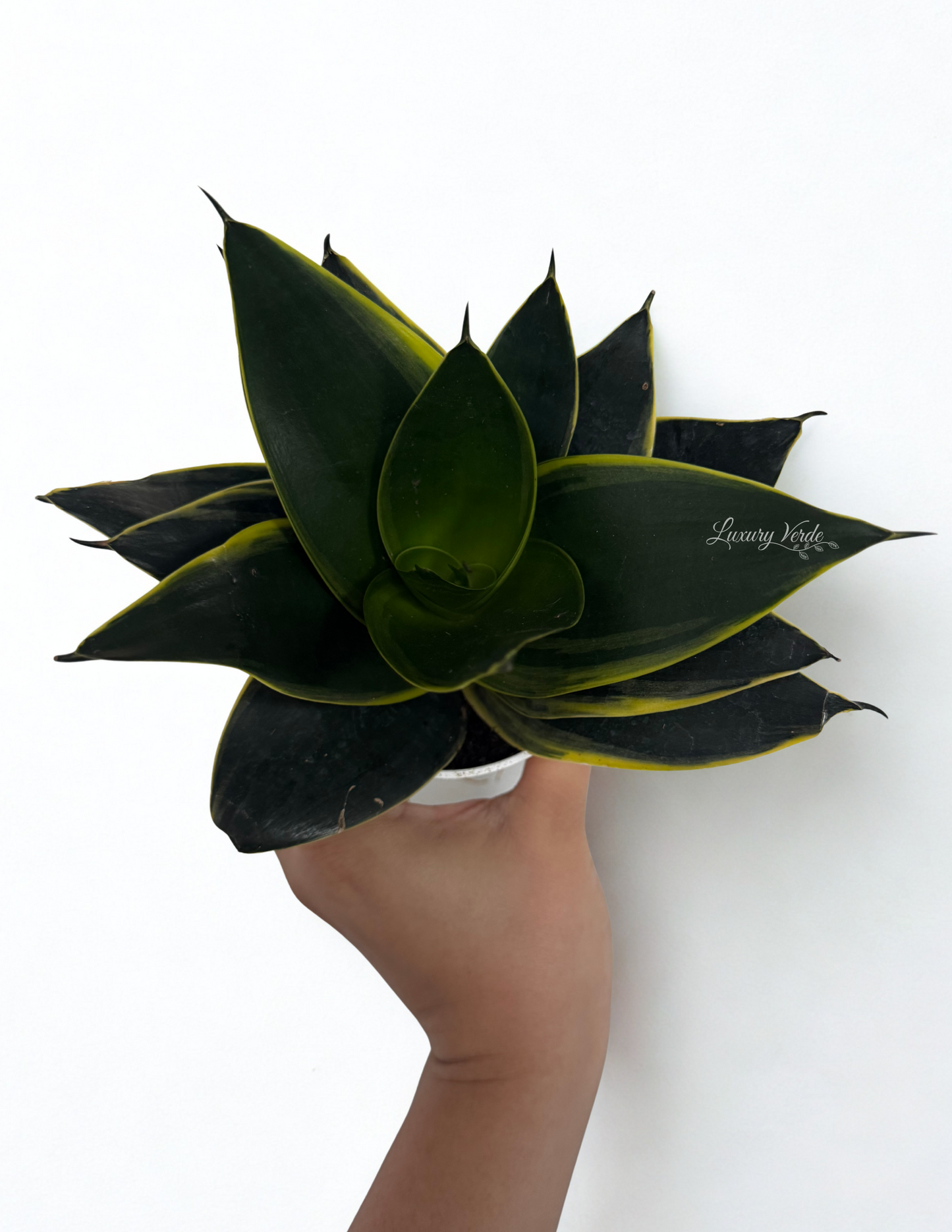 Sansevieria Black Star