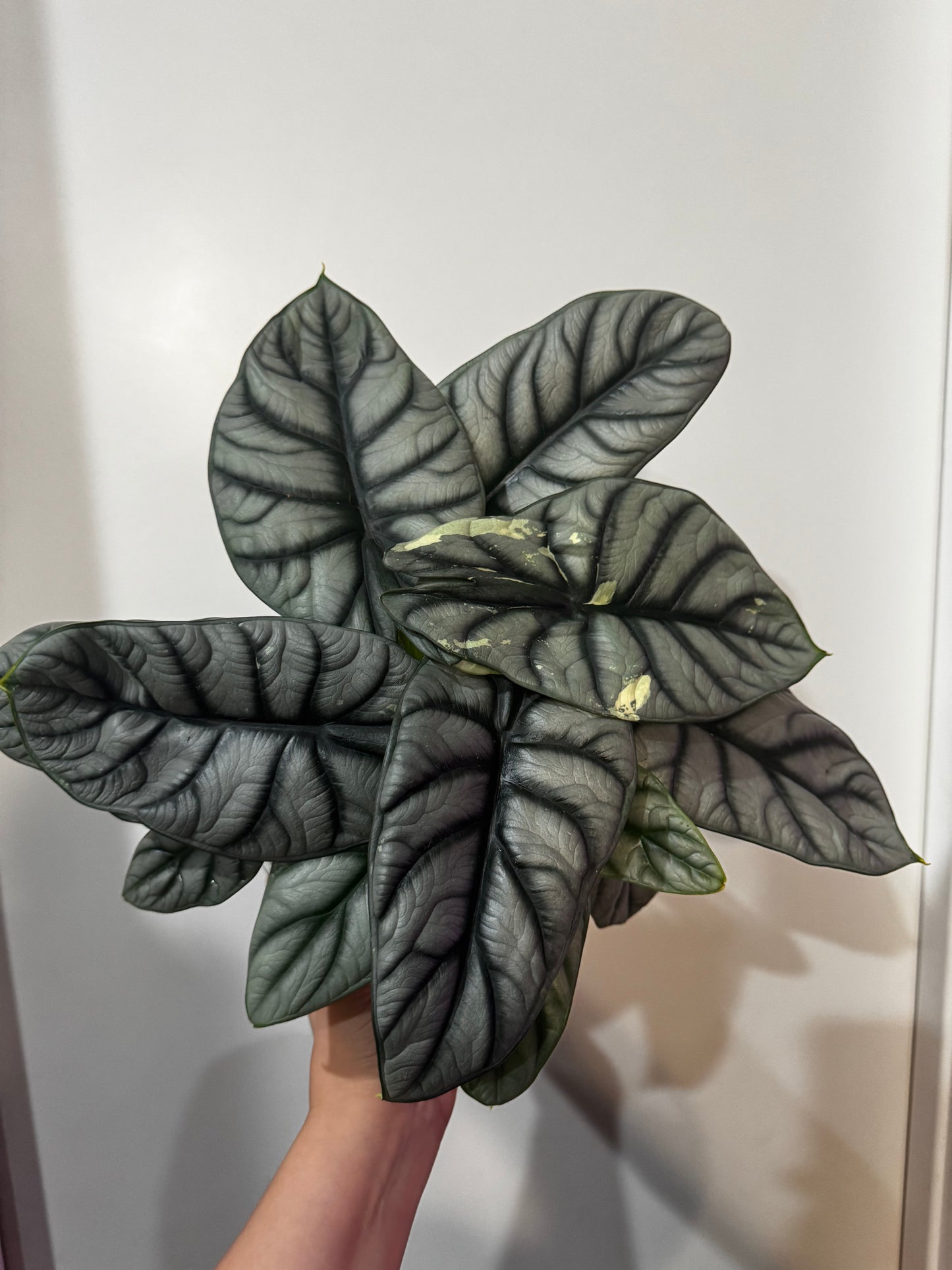 Alocasia Silver Dragon- Sport Variegated