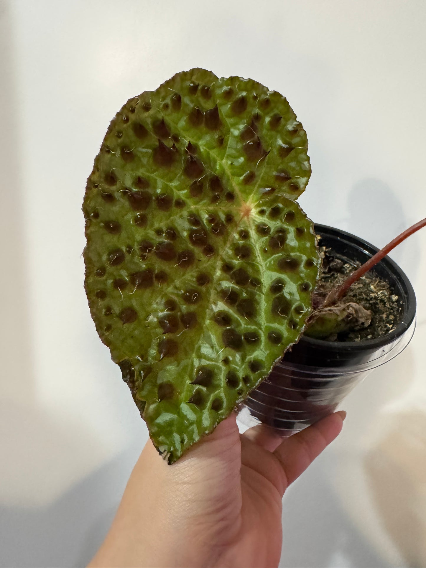 Begonia Ferox