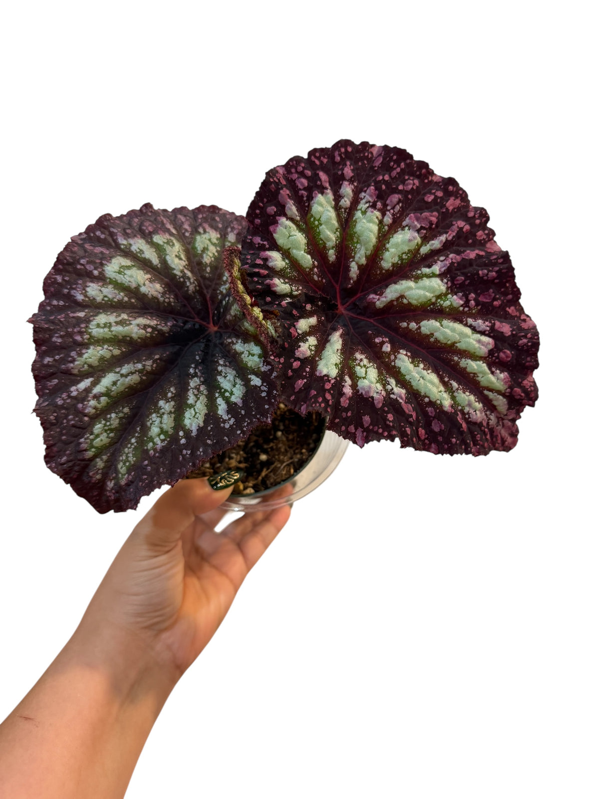 Begonia Fireworks
