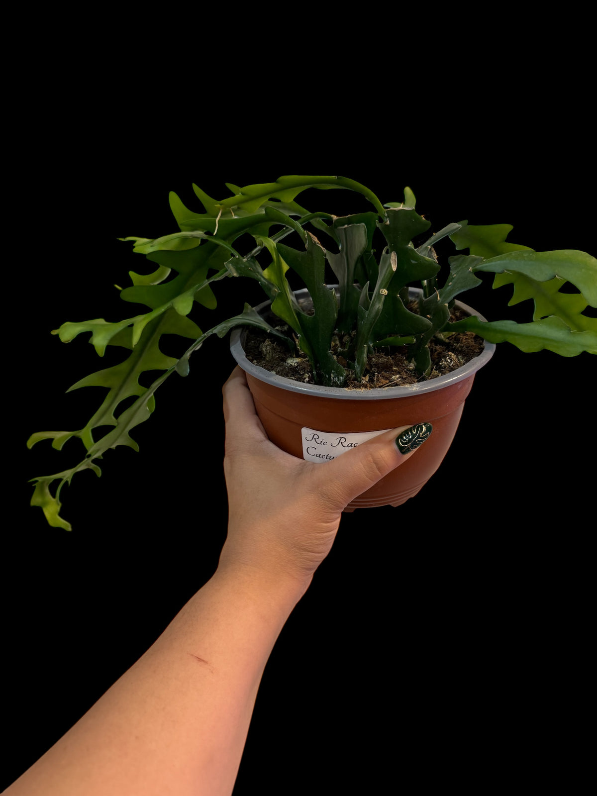 Ric Rac Cactus