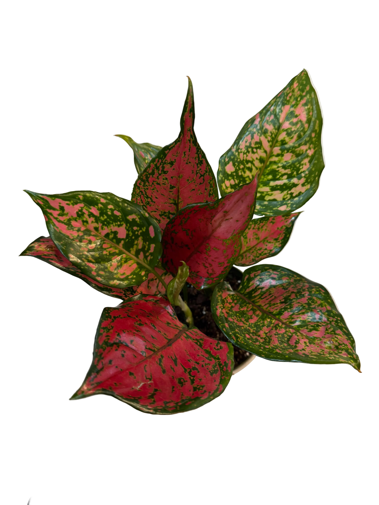 Aglaonema Red Valentine