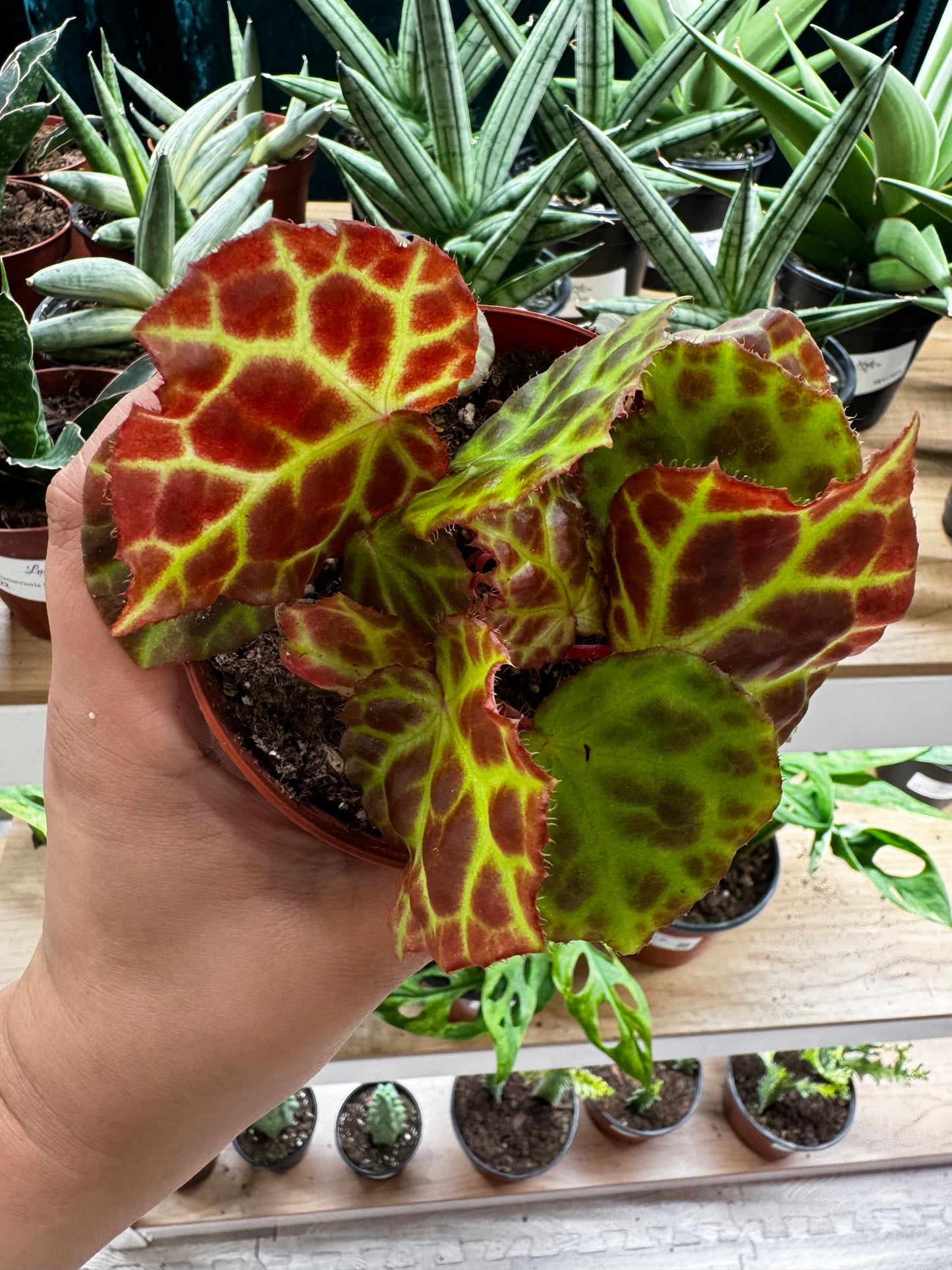 Begonia Rajah