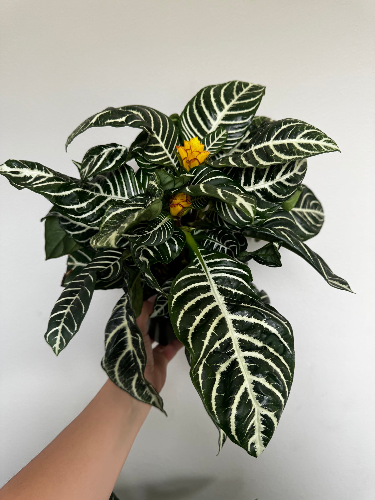 Zebra Plant