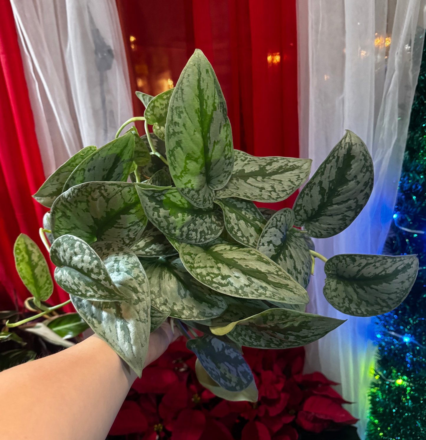 Pothos Silver Satin