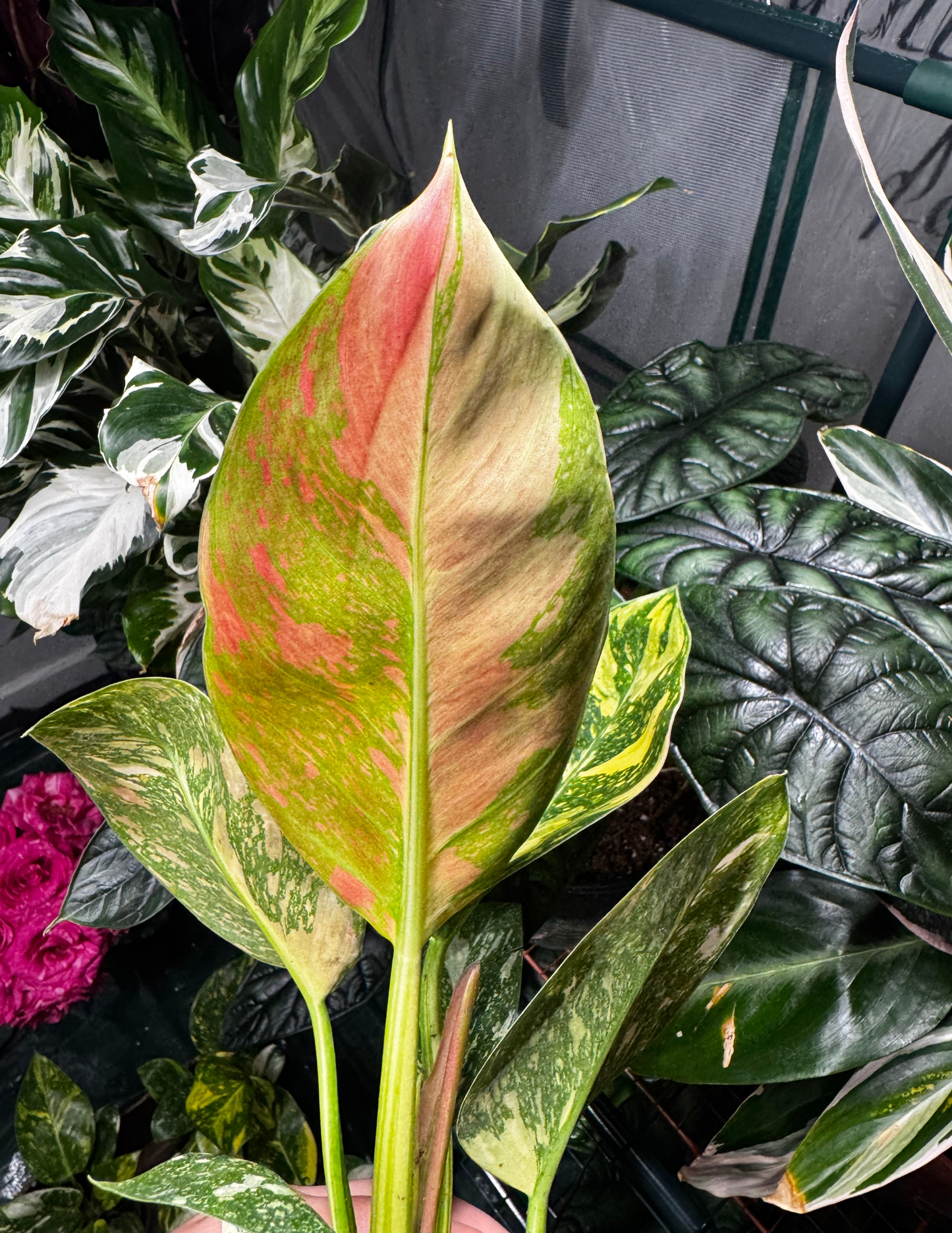 Philodendron Congo Nuclear- Growers Choice