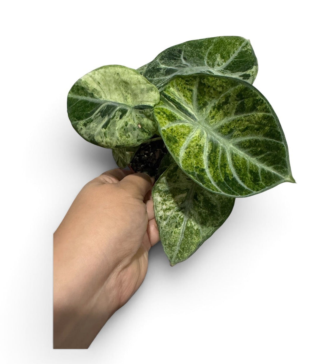 Alocasia Ninja Tricolor