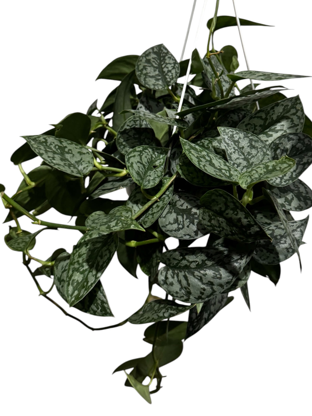 Scindapsus Silver Lady