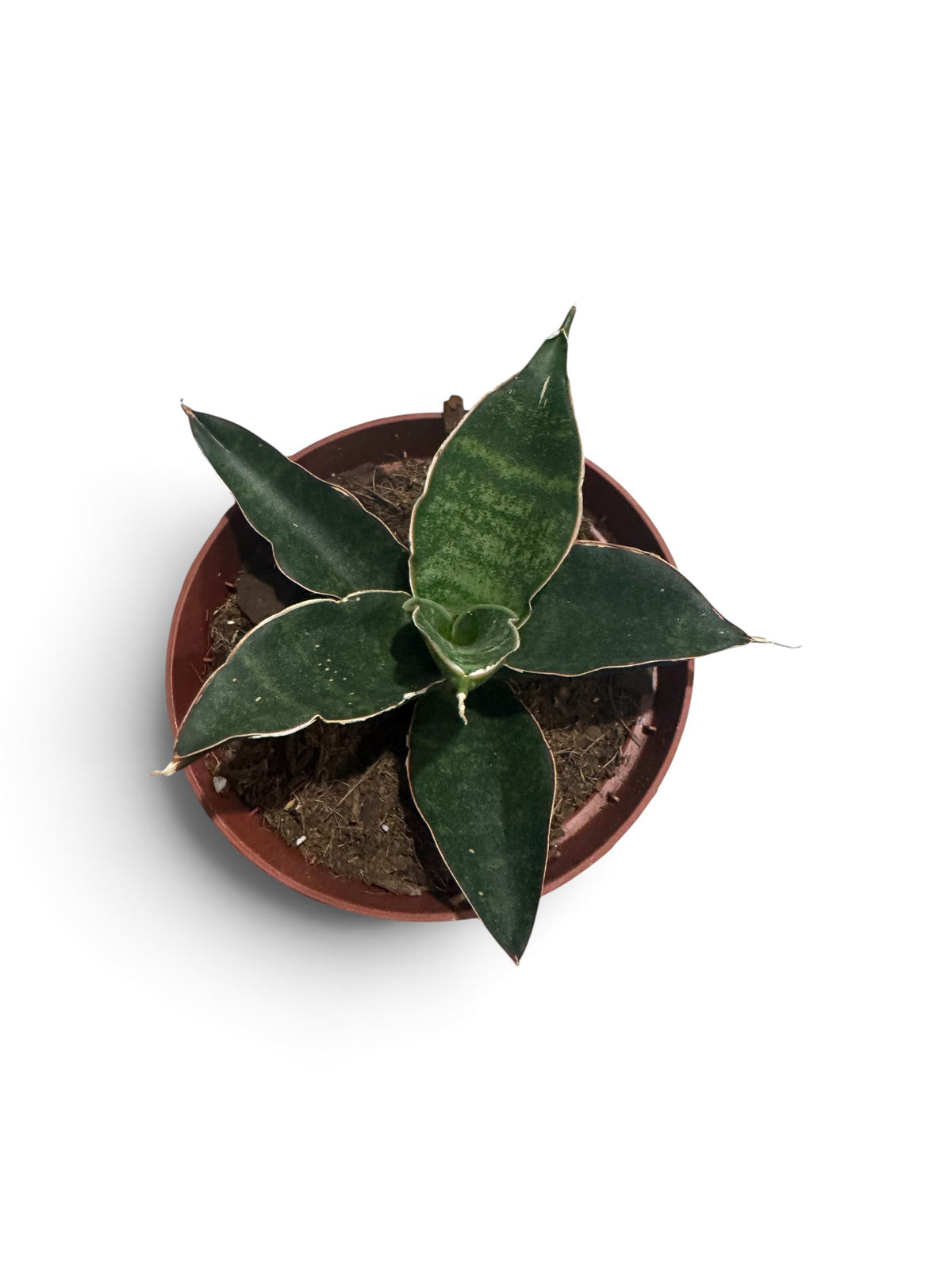 Sansevieria Forskaliana