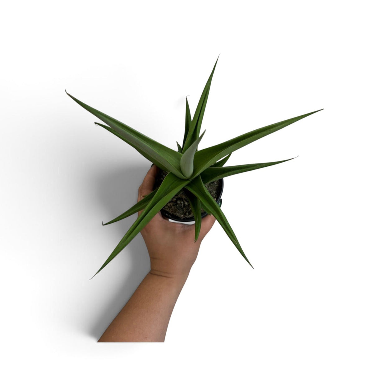 Sansevieria Milano