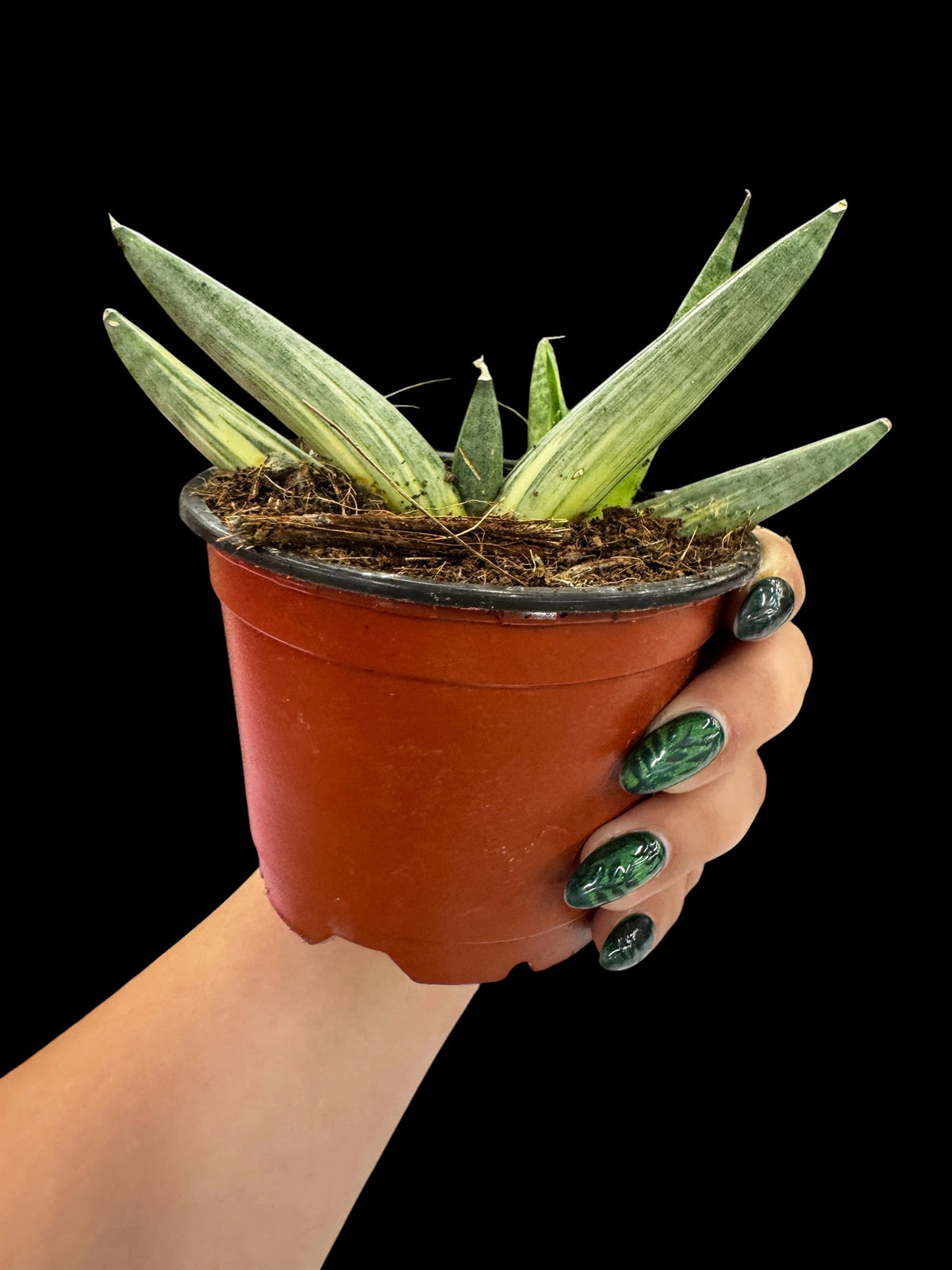 4" Sansevieria Boncellensis Variegated