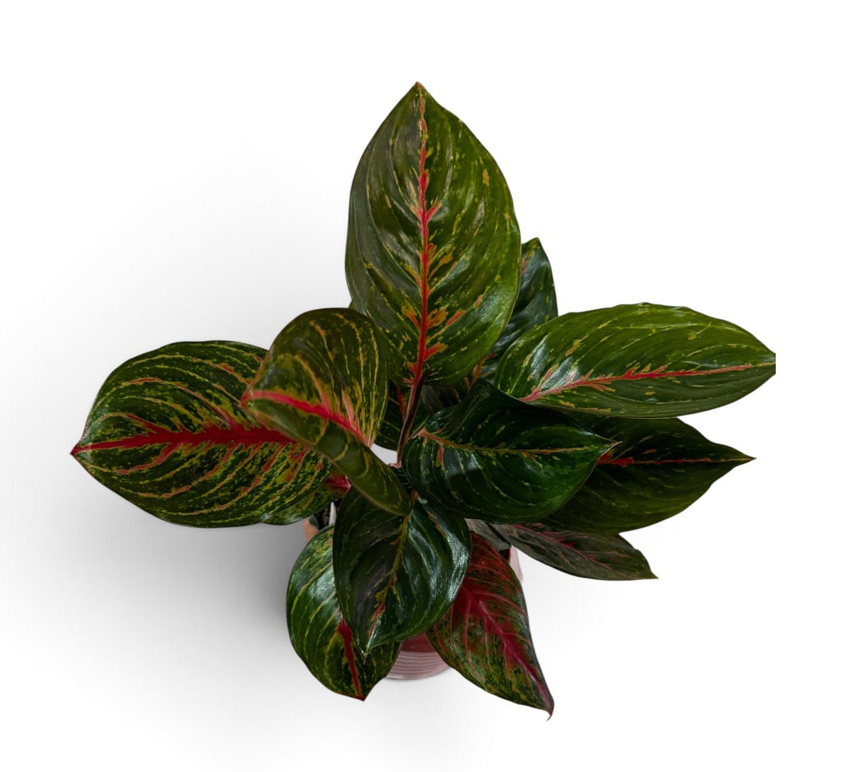 Aglaonema Garnet Coltrane