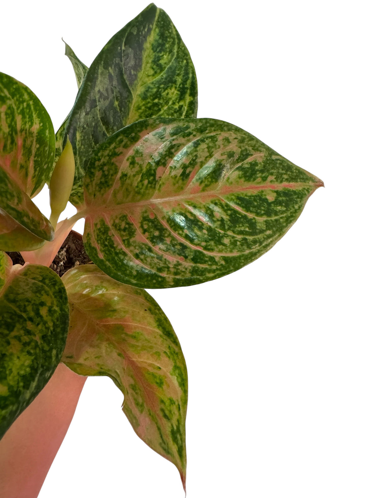 Aglaonema Prakaiphet