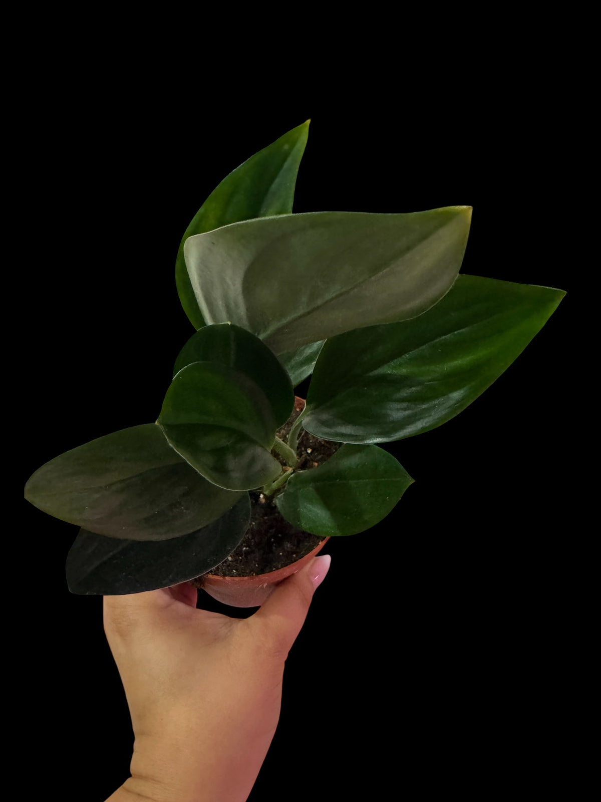 Scindapsus 'Treubii Dark Form'