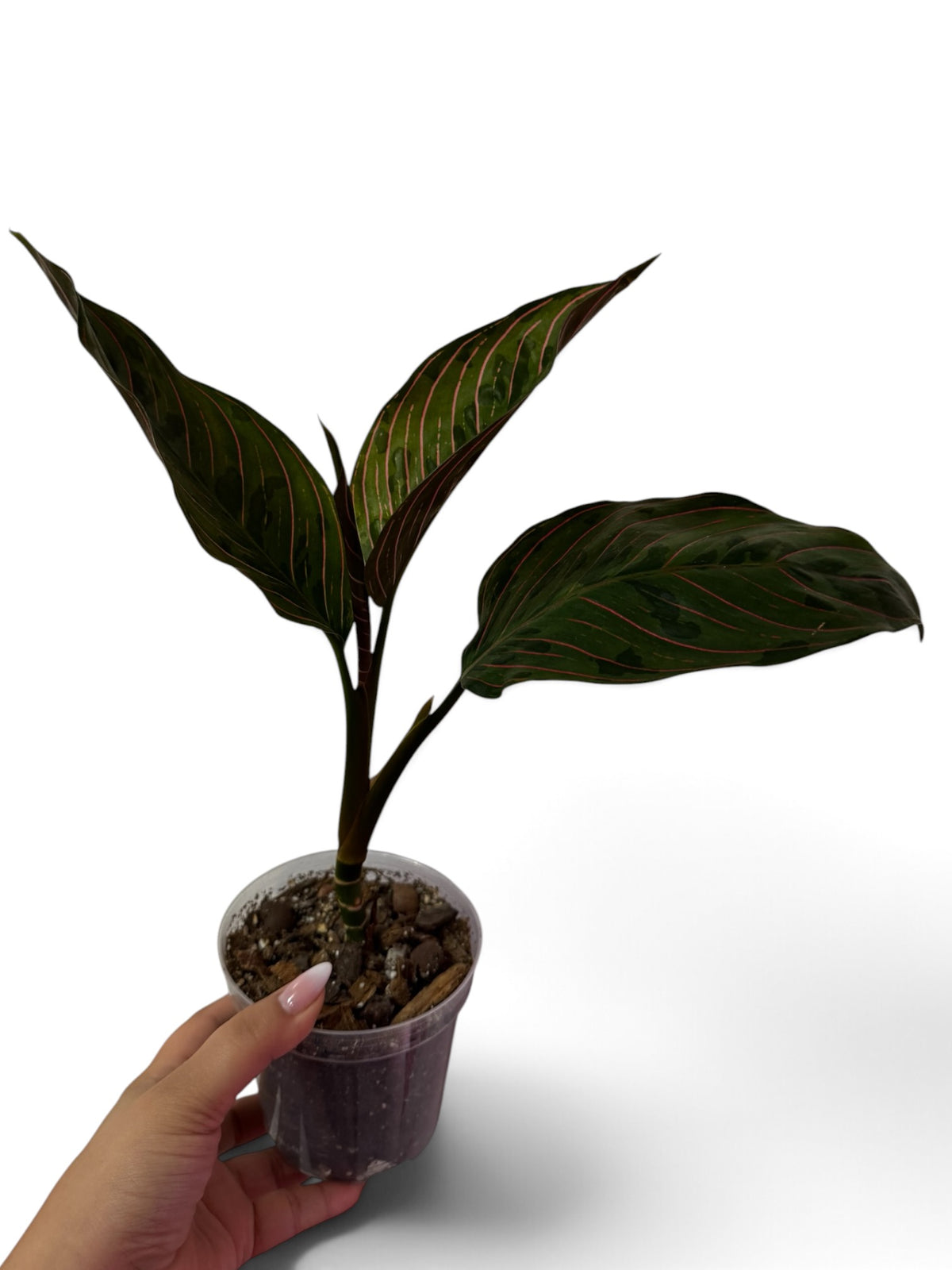 Aglaonema Red Army