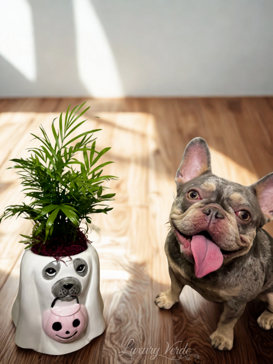 Pet Friendly Plants