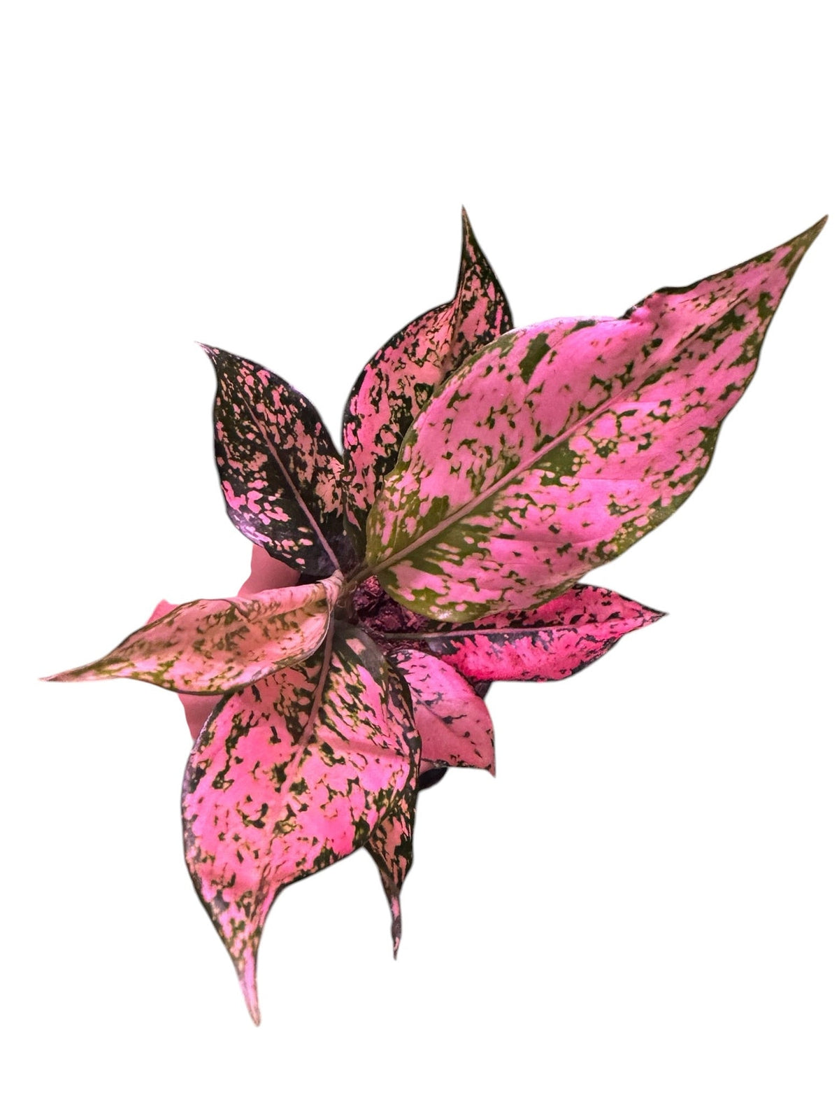 Pink Collection
