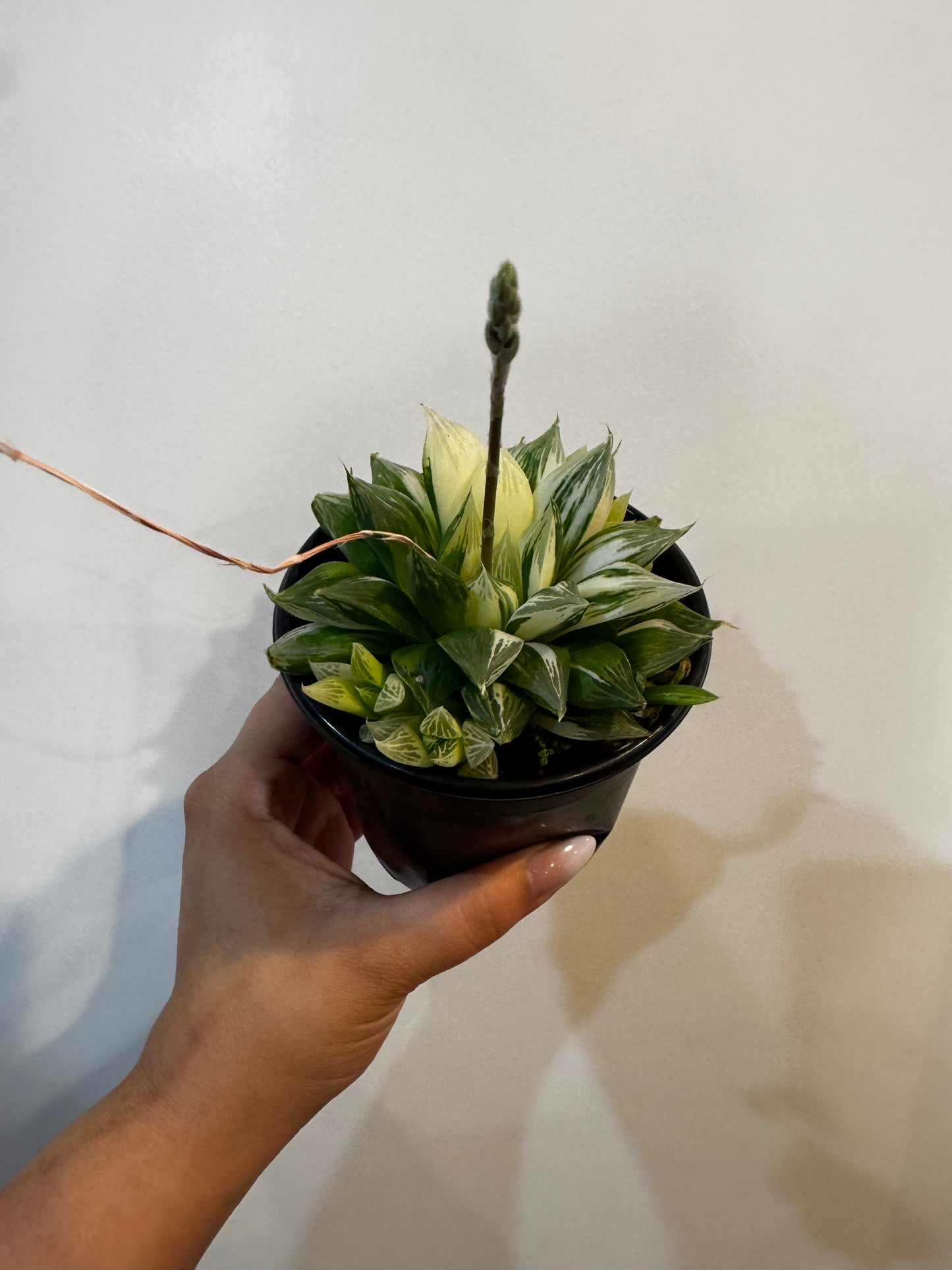 Haworthia Cymbiformis Variegated