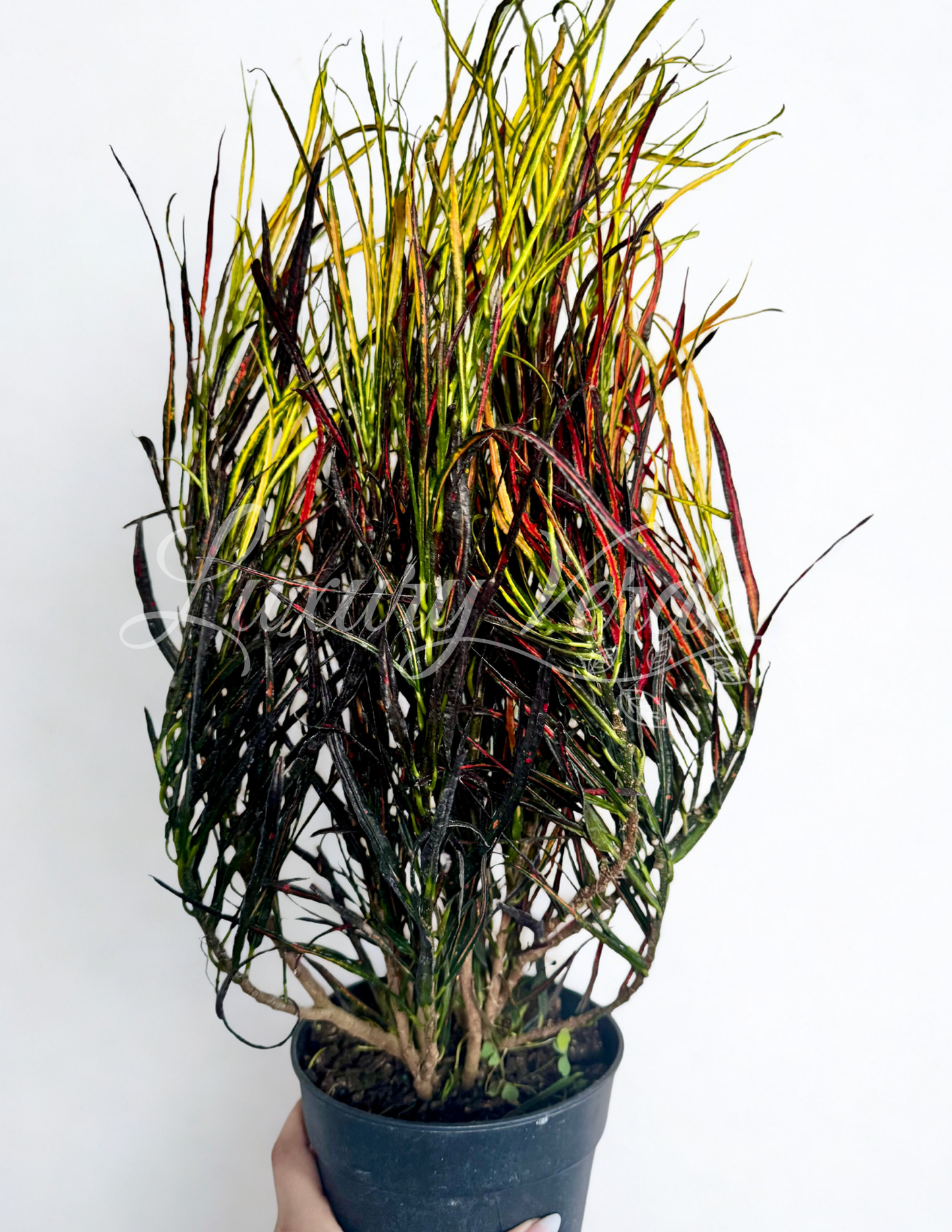 Croton Picasso Paintbrush