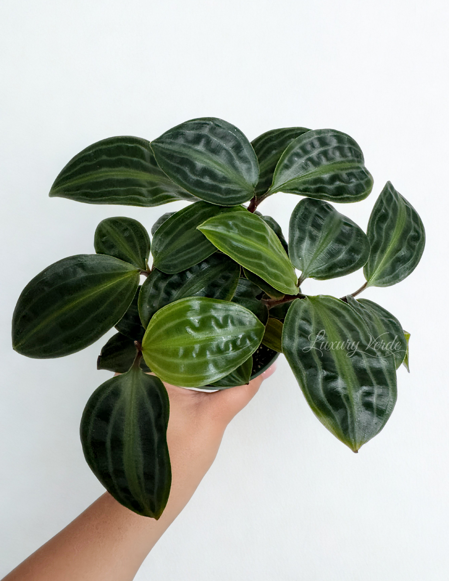 Geogenanthus Poeppigii "Geo"