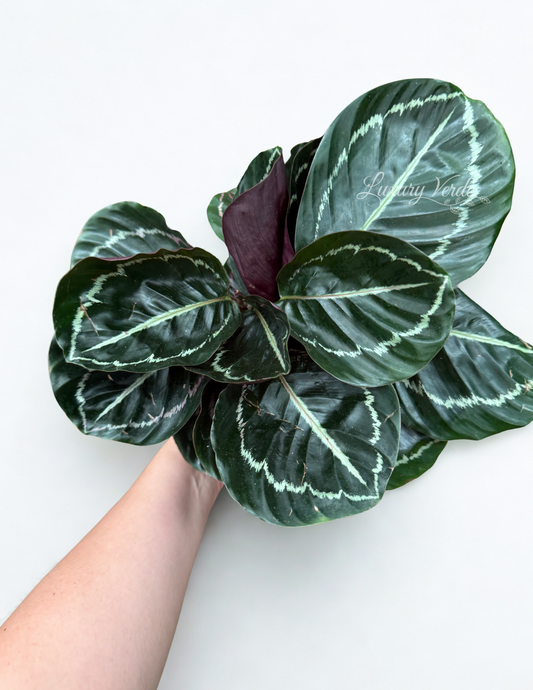 Calathea Medallion
