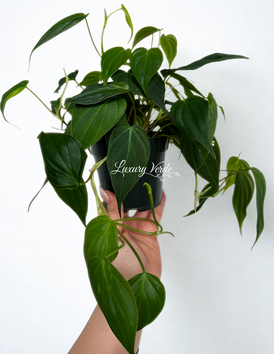 Philodendron Micans