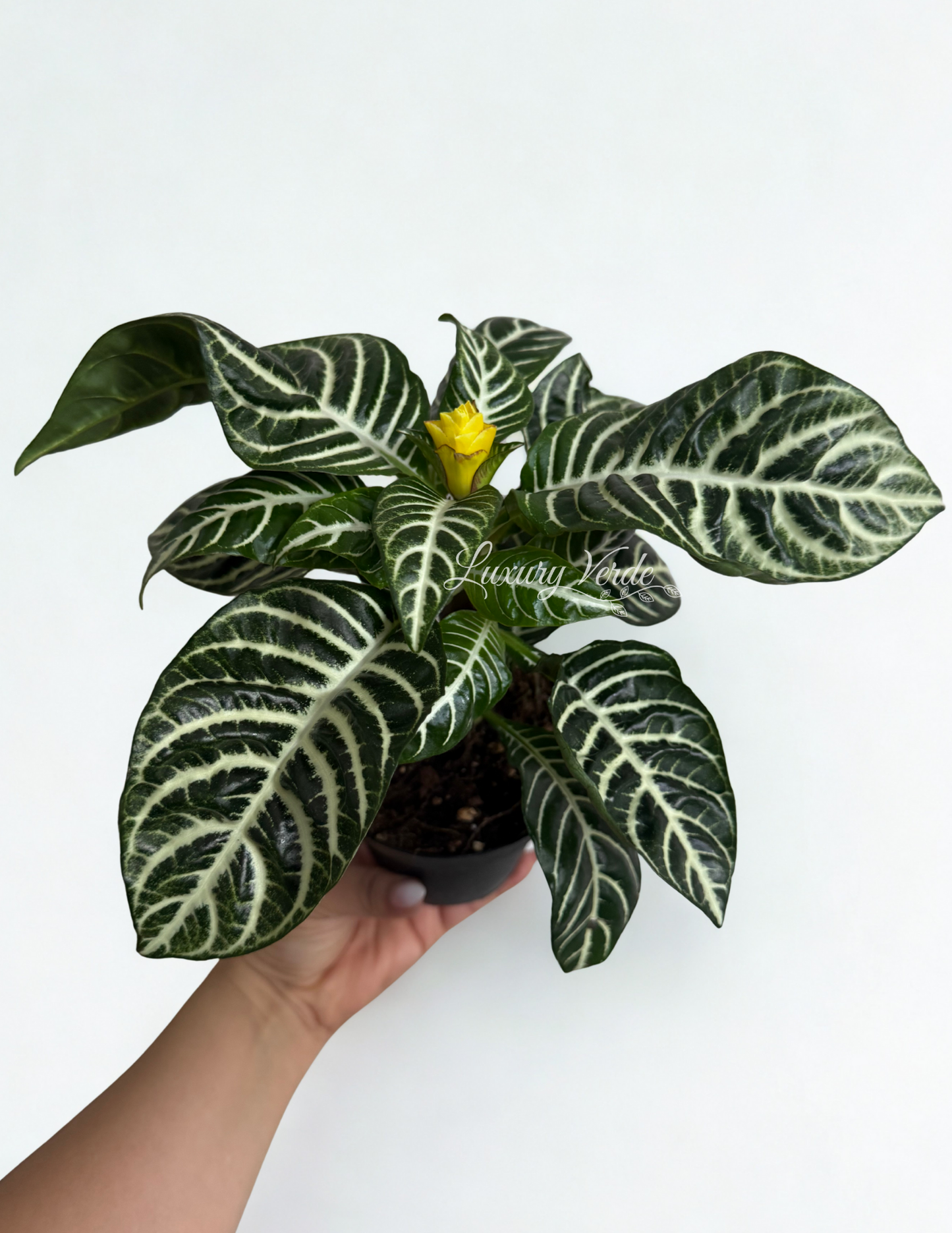 Zebra Plant