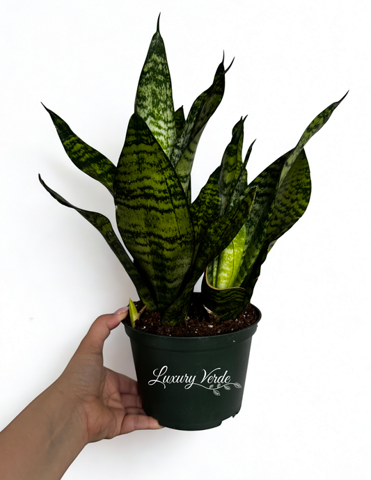 Sansevieria Robusta