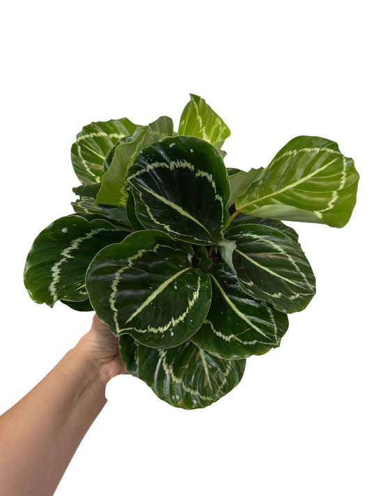 Calathea Roseopicta Green Lipstick