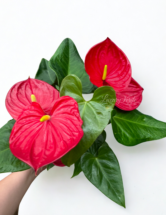 Anthurium Red Flamingo