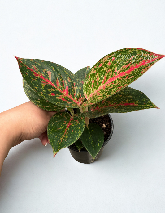 Aglaonema Pink Flamingo
