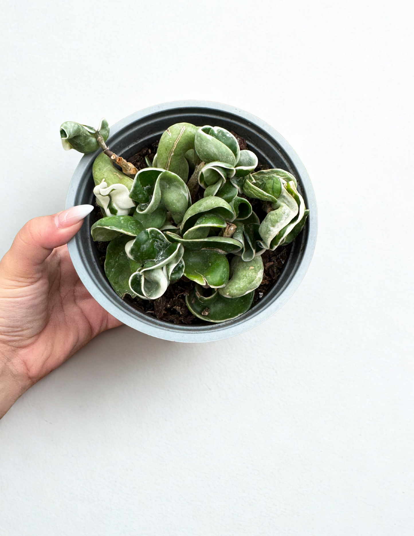 Hoya Variegated Rope